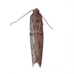 Ephestia kuehniella, plaga