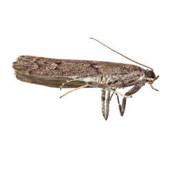 Ephestia kuehniella, plaga