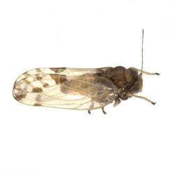 Euphyllura olivina, plaga