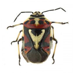 Eurydema ornatum, plaga