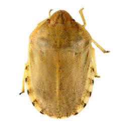 Eurygaster spp.; E. germanica y E. maura, plaga