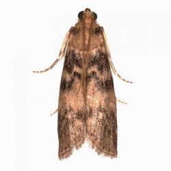 Euzophera pinguis, plaga