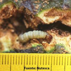 Euzophera pinguis, plaga