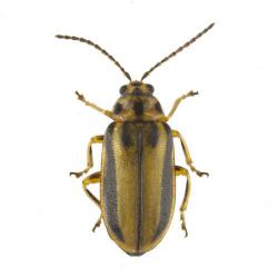 Galerucella luteola, plaga
