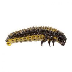 Galerucella luteola, plaga