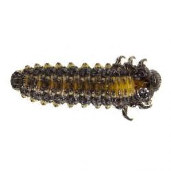 Galerucella luteola, plaga