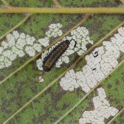 Galerucella luteola, plaga