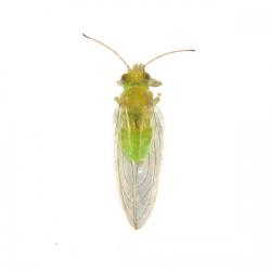 Glycaspis brimblecombei, plaga