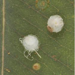 Glycaspis brimblecombei, plaga