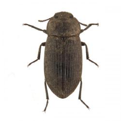 Gonocephalum rusticum, plaga