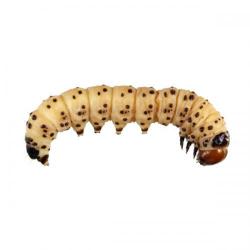 Gortyna xanthenes, plaga