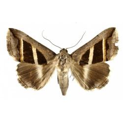 Grammodes stolida, plaga