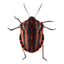 Graphosoma italicum, plaga