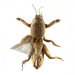 Gryllotalpa gryllotalpa, plaga