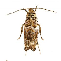 Gypsonoma spp.; G. aceriana, G. minutana, plaga