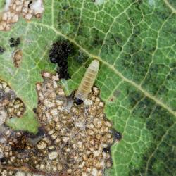 Gypsonoma spp.; G. aceriana, G. minutana, plaga