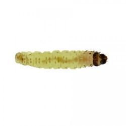 Gypsonoma spp.; G. aceriana, G. minutana, plaga