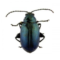 Haltica ampelophaga, plaga