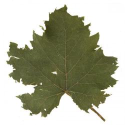 Haltica ampelophaga, plaga