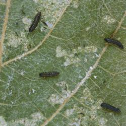 Haltica ampelophaga, plaga