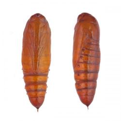 Helicoverpa spp.; H. armigera , H. peltigera, plaga