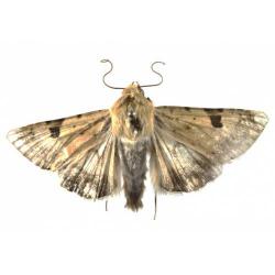 Helicoverpa spp.; H. armigera , H. peltigera, plaga