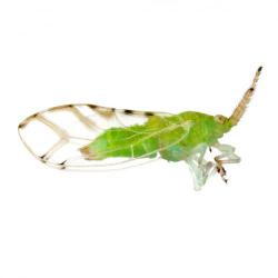 Homotoma ficus, plaga