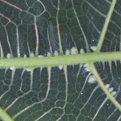 Homotoma ficus, plaga