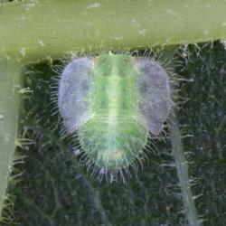 Homotoma ficus, plaga