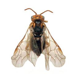 Hoplocampa spp.; H. brevis, H. minuta, plaga