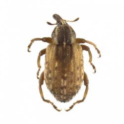 Hypera postica, plaga