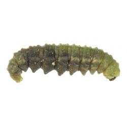 Hypera postica, plaga