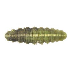 Hypera postica, plaga
