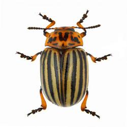 Leptinotarsa decemlineata, plaga