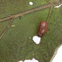 Leptinotarsa decemlineata, plaga