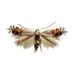 Leucoptera malifoliella , plaga