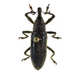 Lixus algirus, plaga