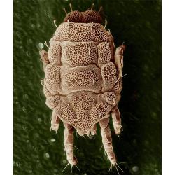 Lorryia formosa, plaga