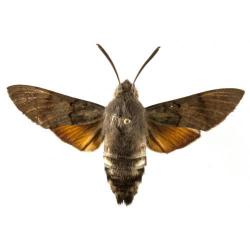 Macroglossum stellatarum, plaga