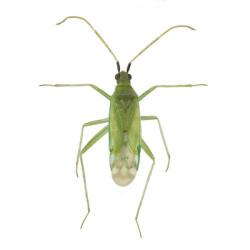Macrolophus pygmaeus, M. caliginosus, plaga