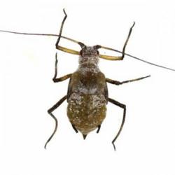 Macrosiphoniella artemisiae, plaga