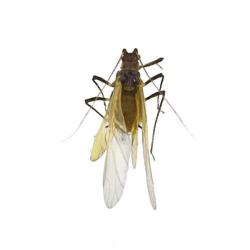Macrosiphoniella artemisiae, plaga