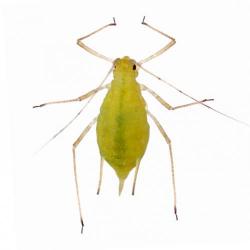 Macrosiphum euphorbiae, plaga
