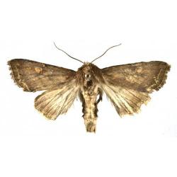 Mamestra brassicae, plaga