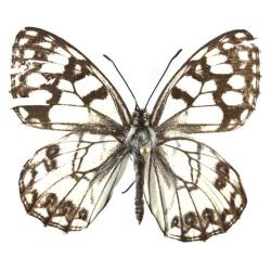 Melanargia sp., plaga