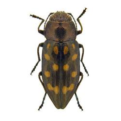 Melanophila picta, plaga