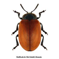 Melasoma (=Chrysomela) populi, plaga