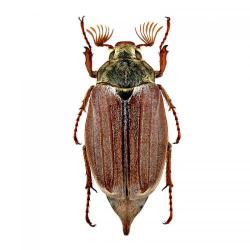 Melolontha spp.; M. hipocastani, M. melolontha, M. papposa, plaga