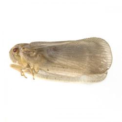 Metcalfa pruinosa, plaga