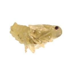 Metcalfa pruinosa, plaga